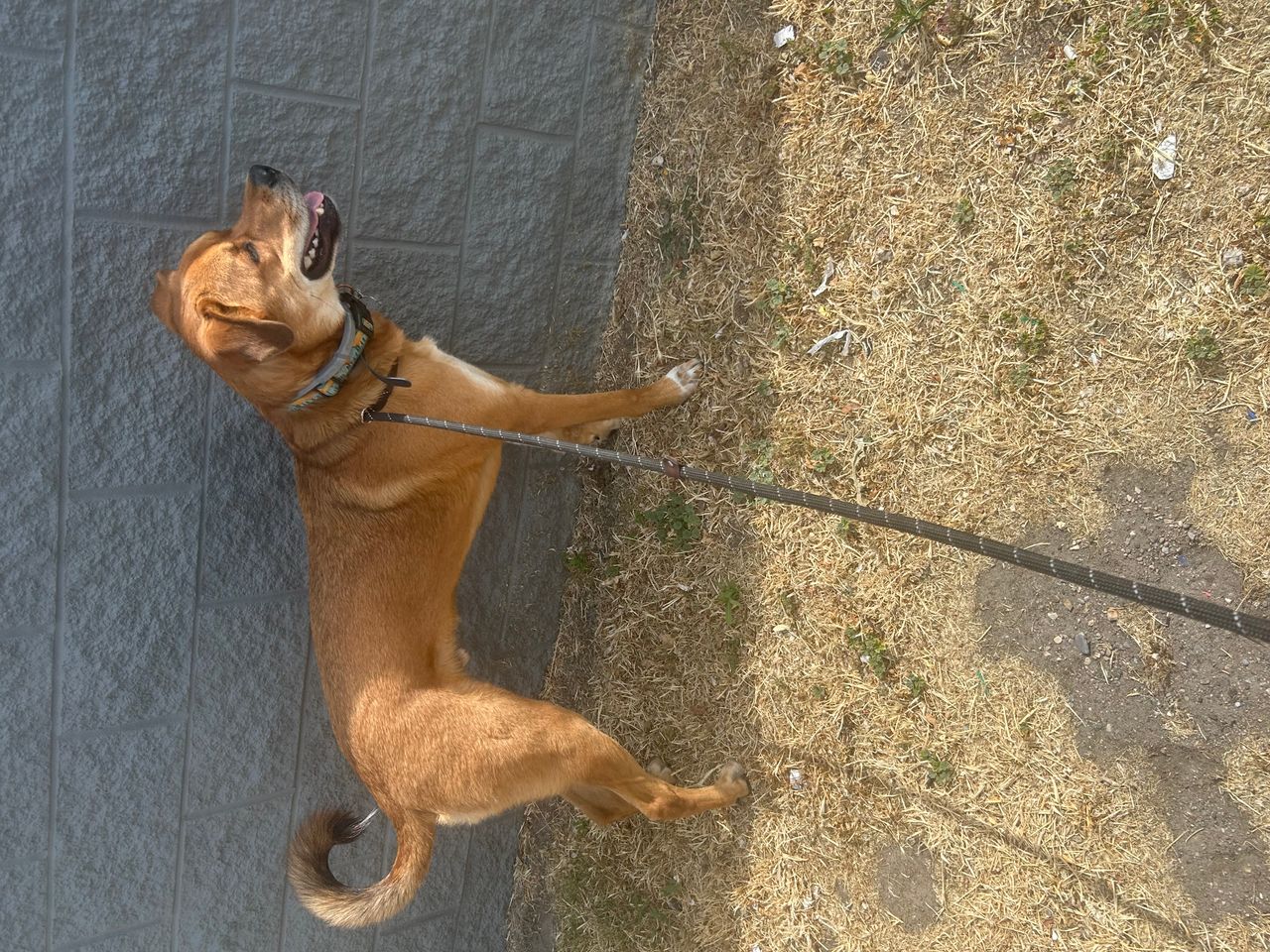 Pet travel photo 6