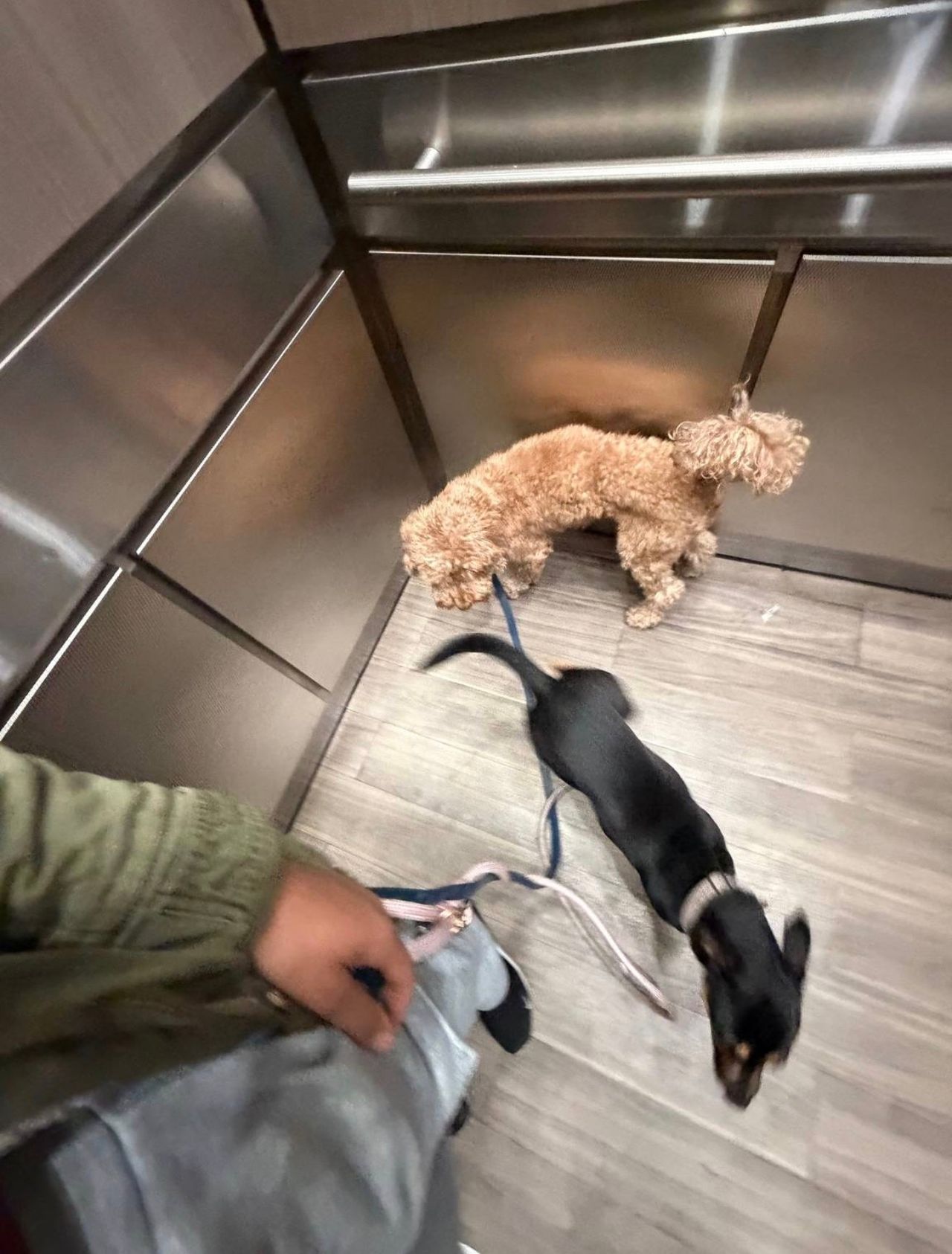 Pet travel photo 4