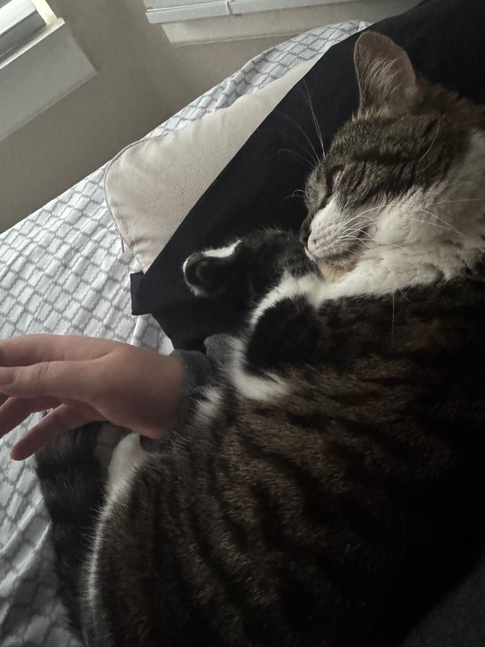 Pet travel photo 1