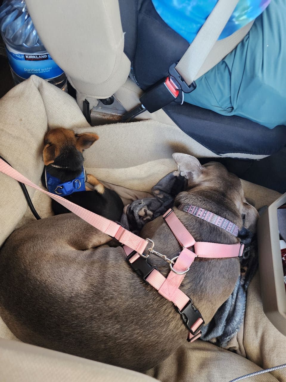 Pet travel photo 5