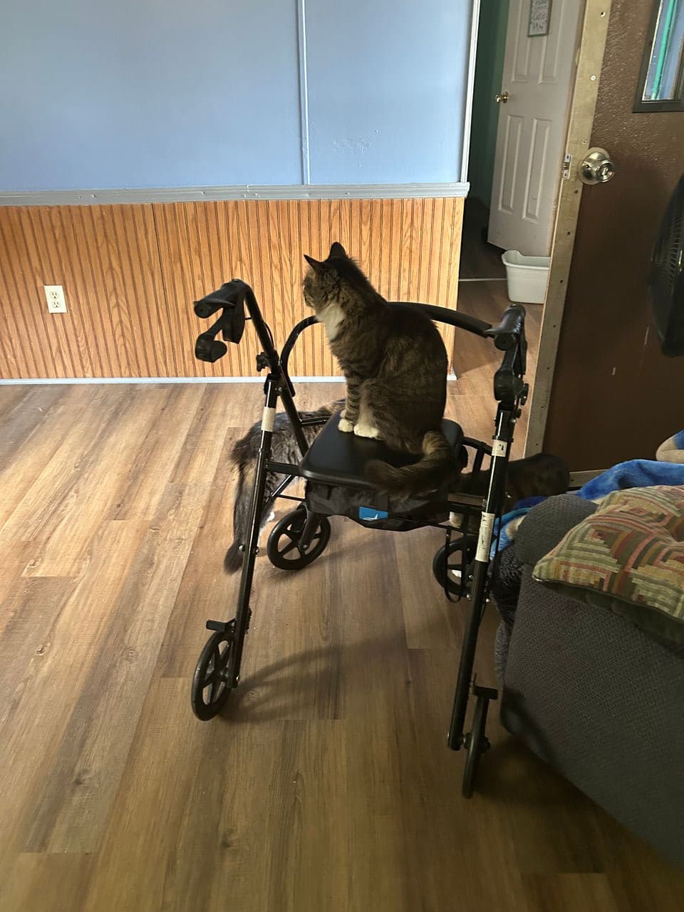 Pet travel photo 1