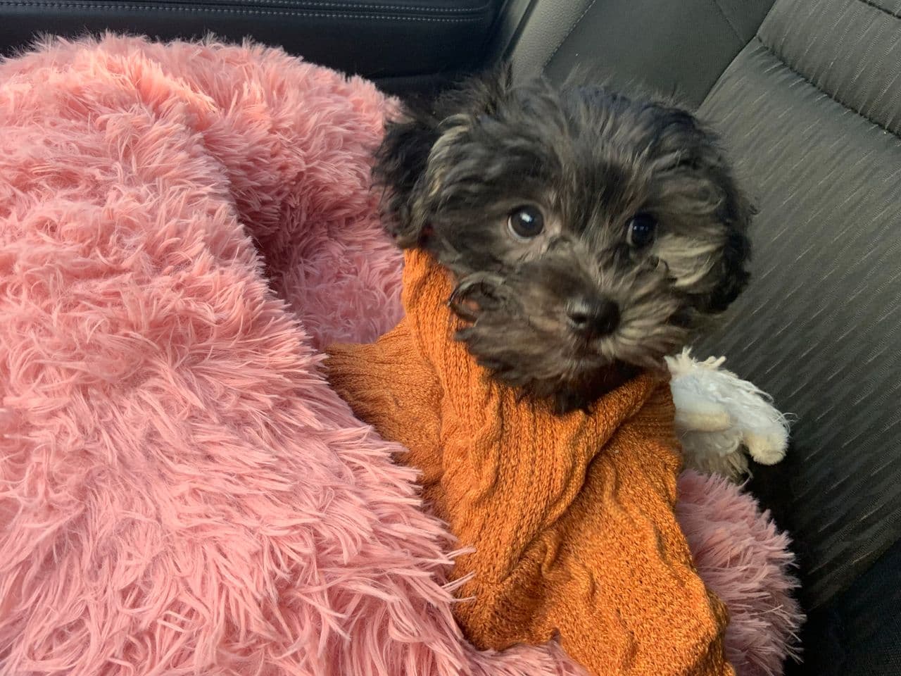Pren’s Lux Pet Concierge