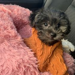 Pren’s Lux Pet Concierge