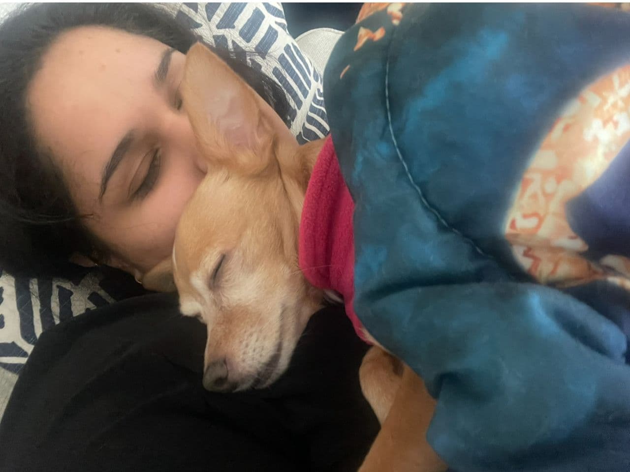 Pet travel photo 1