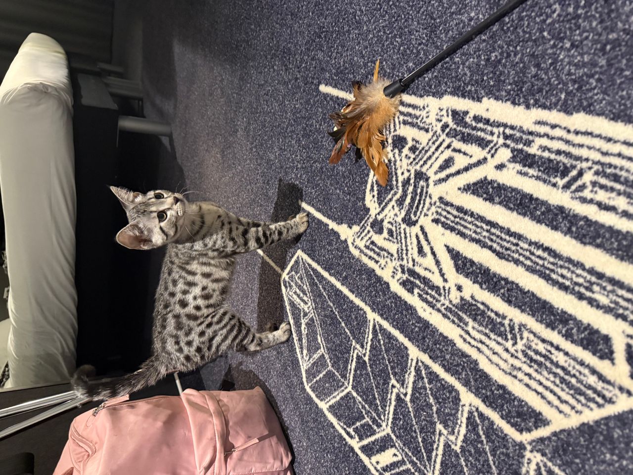 Pet travel photo 2
