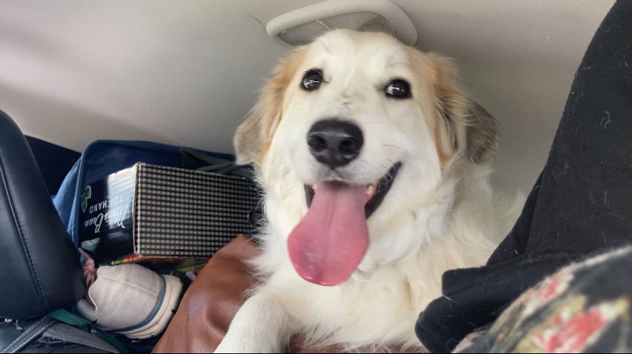 Pet travel photo 1