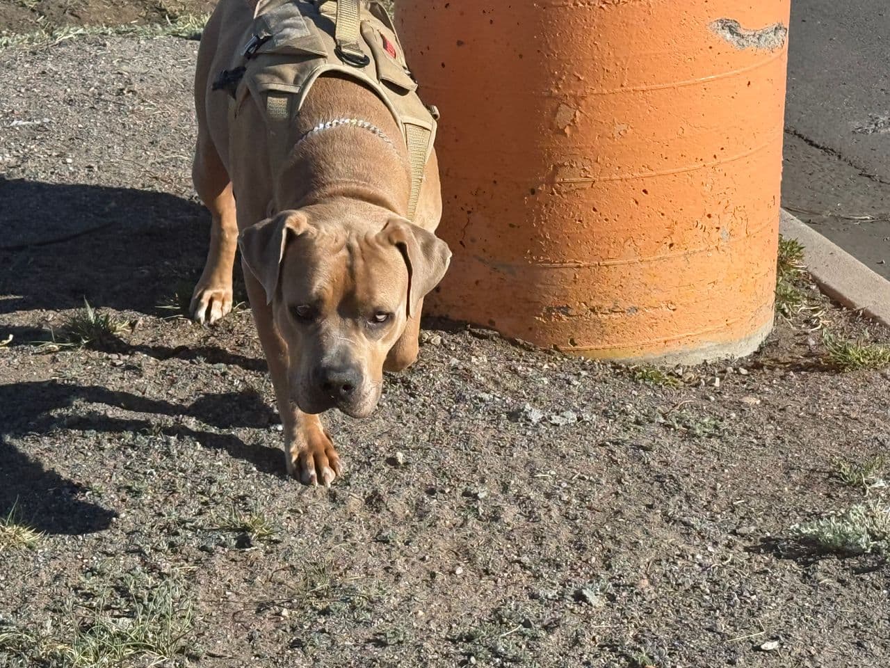 Pet travel photo 4