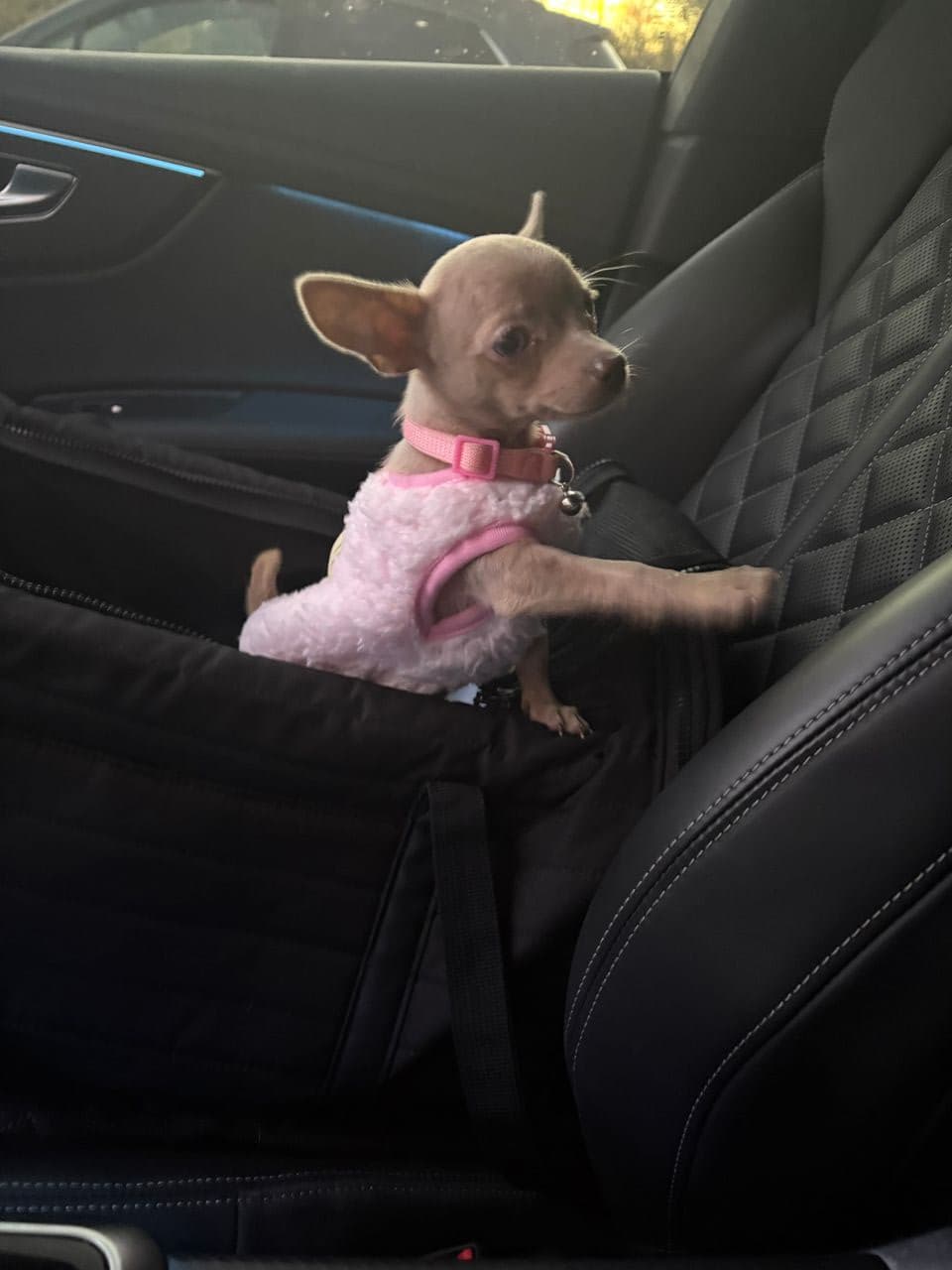 Pet travel photo 4