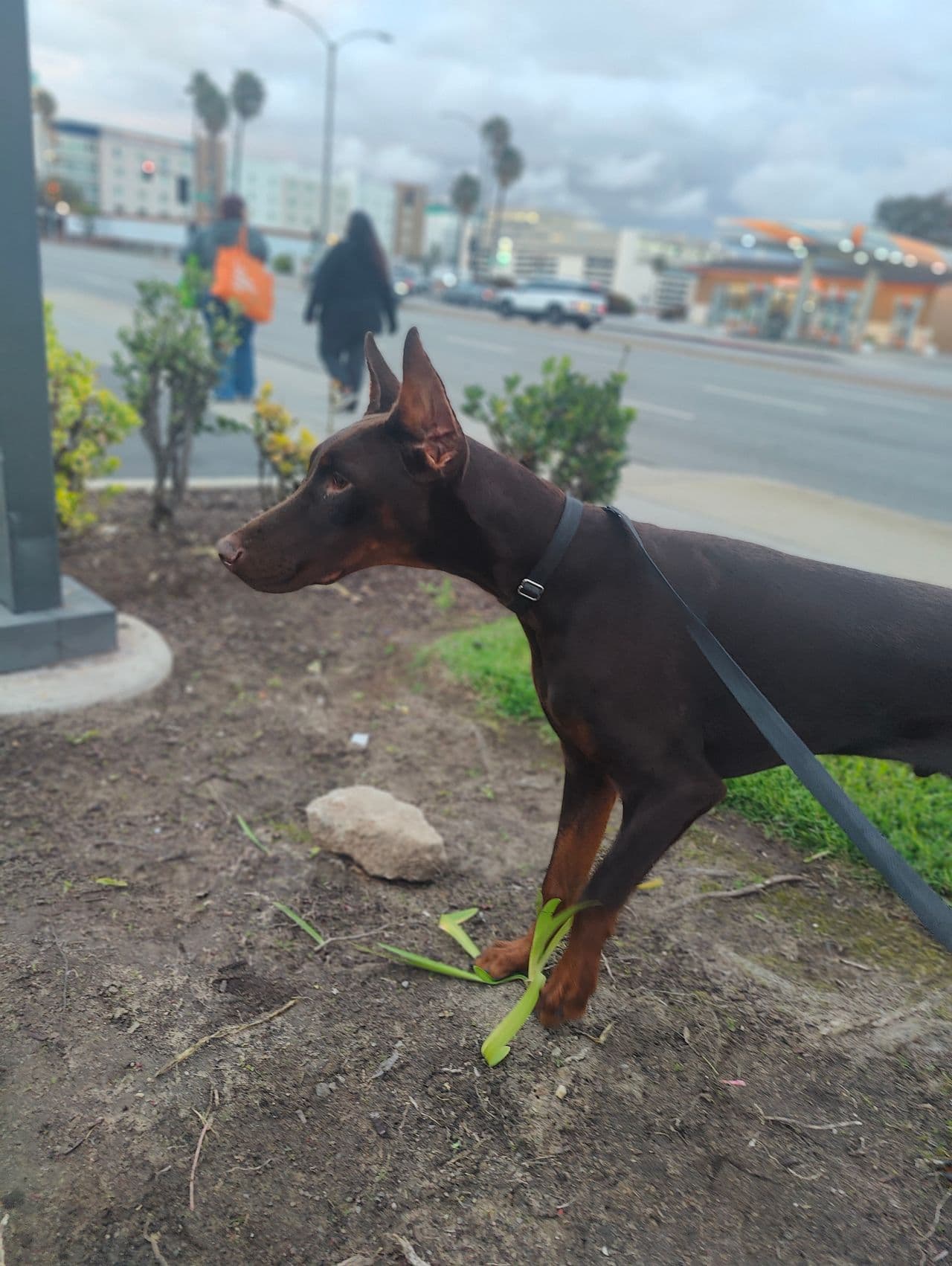 Pet travel photo 1