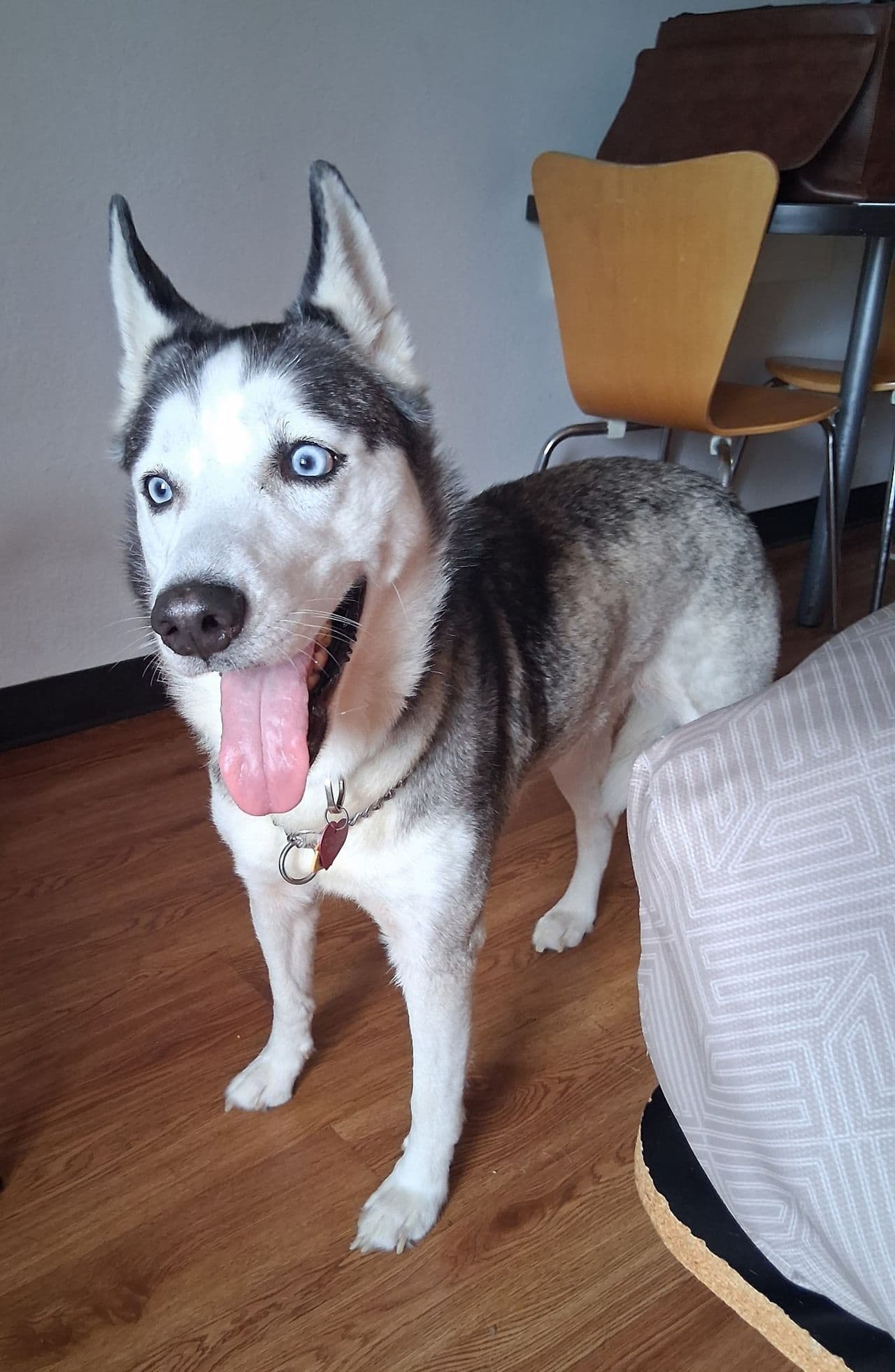 Pet travel photo 6