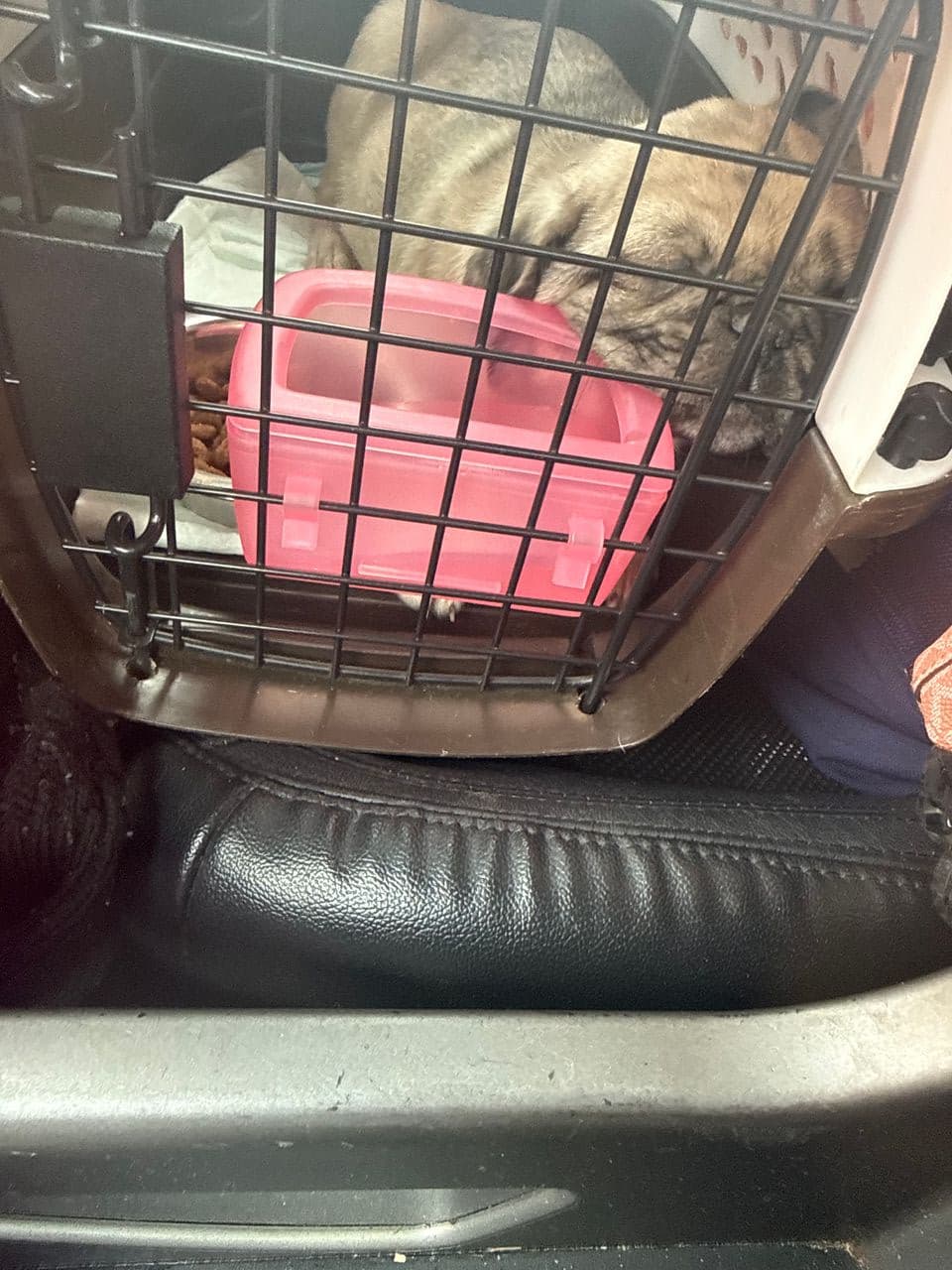 Pet travel photo 3