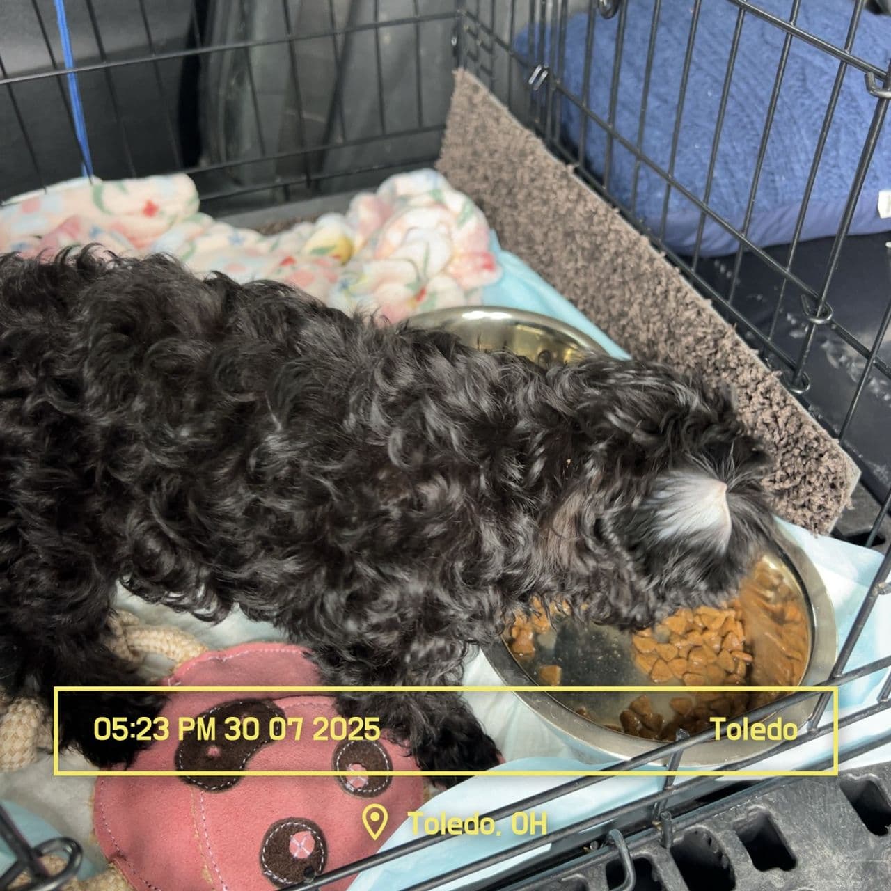Pet travel photo 5