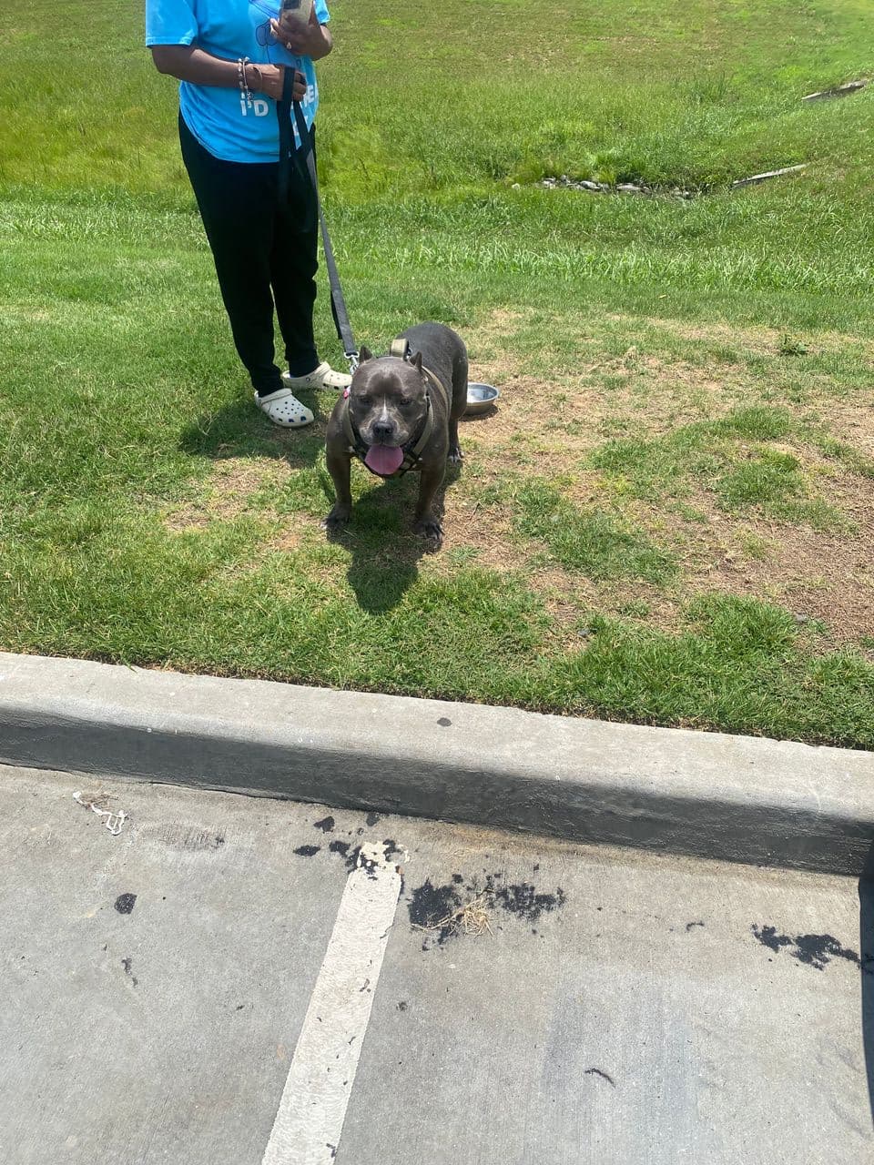 Pet travel photo 6