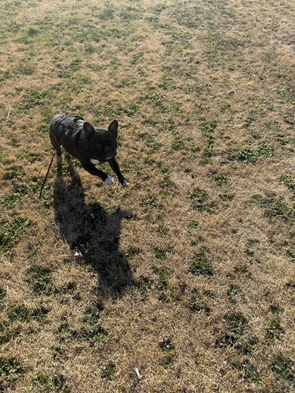 Pet travel photo 4