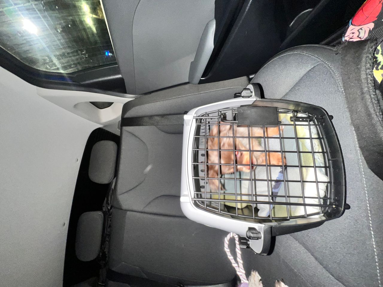 Pet travel photo 4