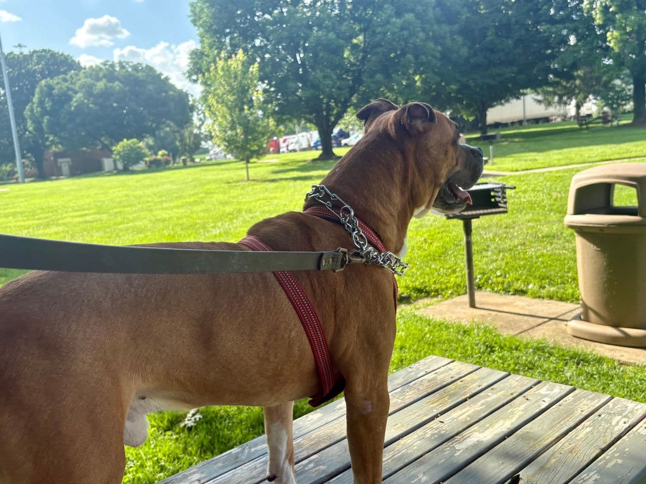 Pet travel photo 3