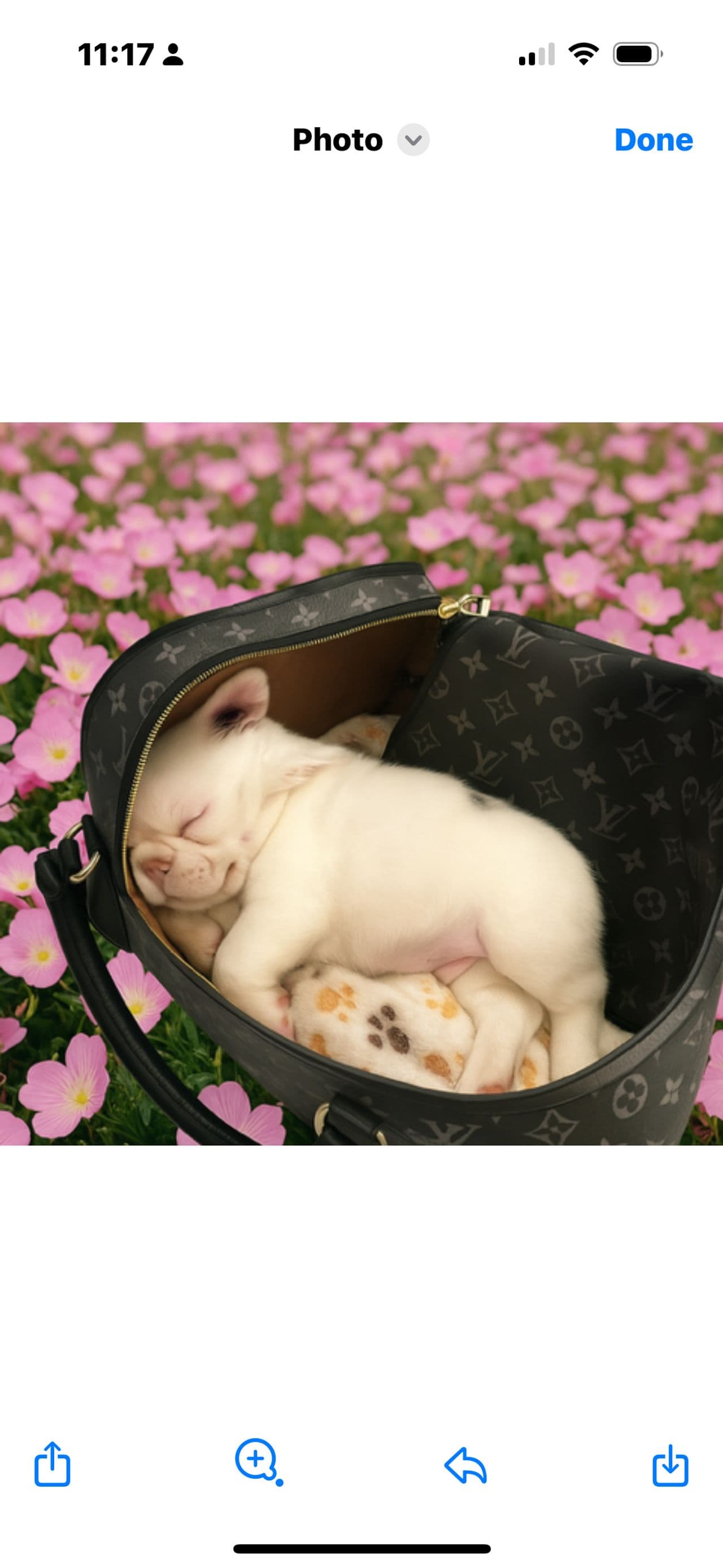 Pet travel photo 1