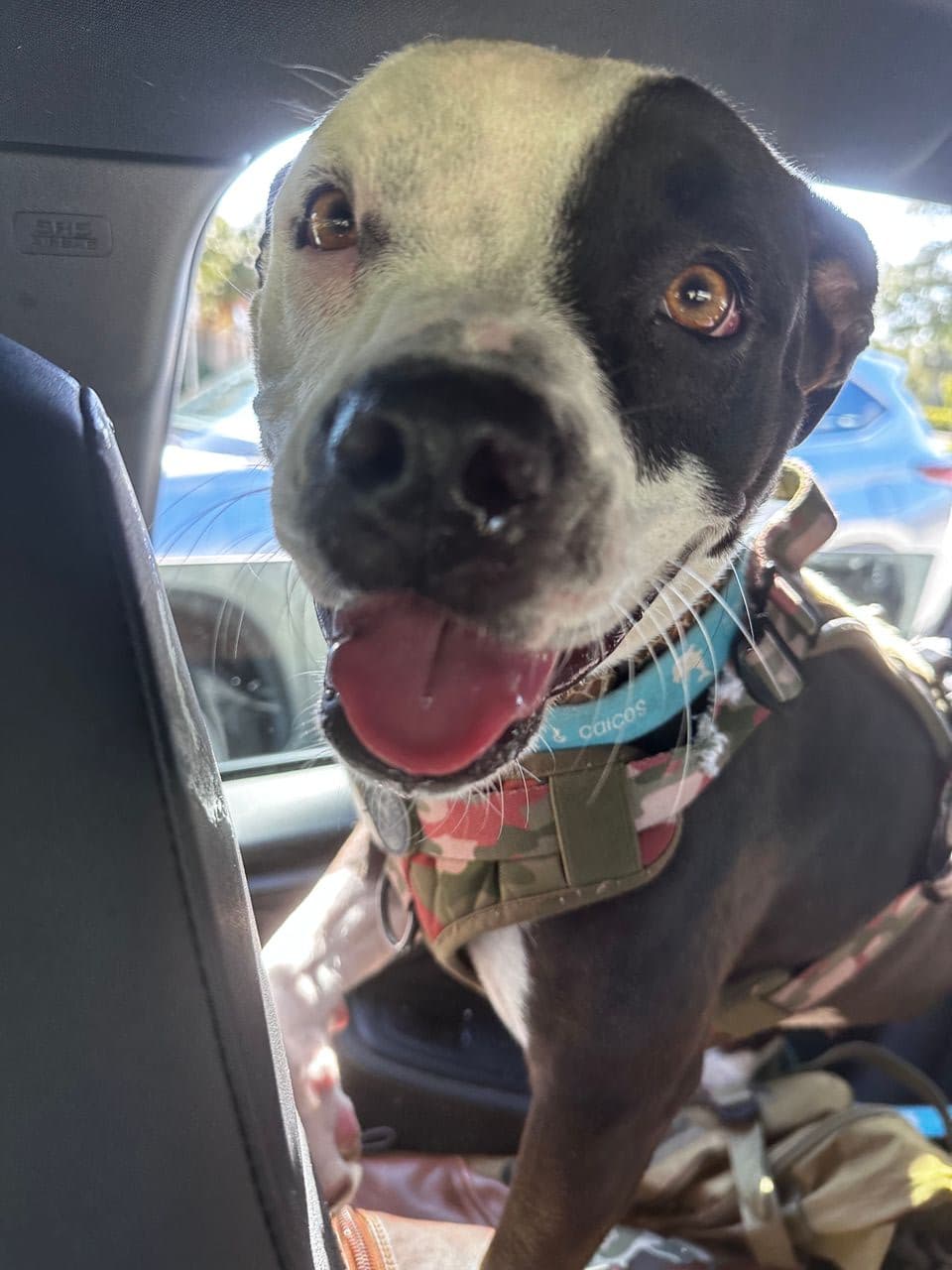 Pet travel photo 5