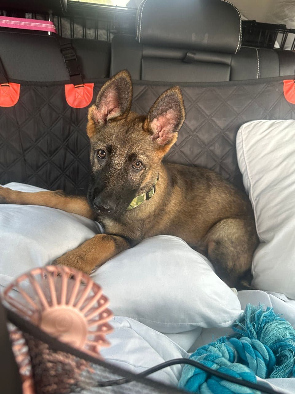 Pet travel photo 5