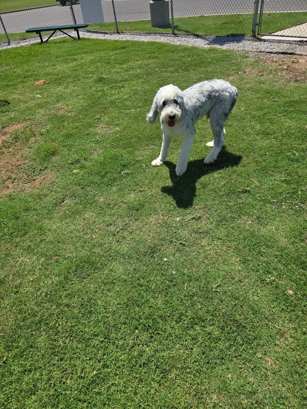 Pet travel photo 1