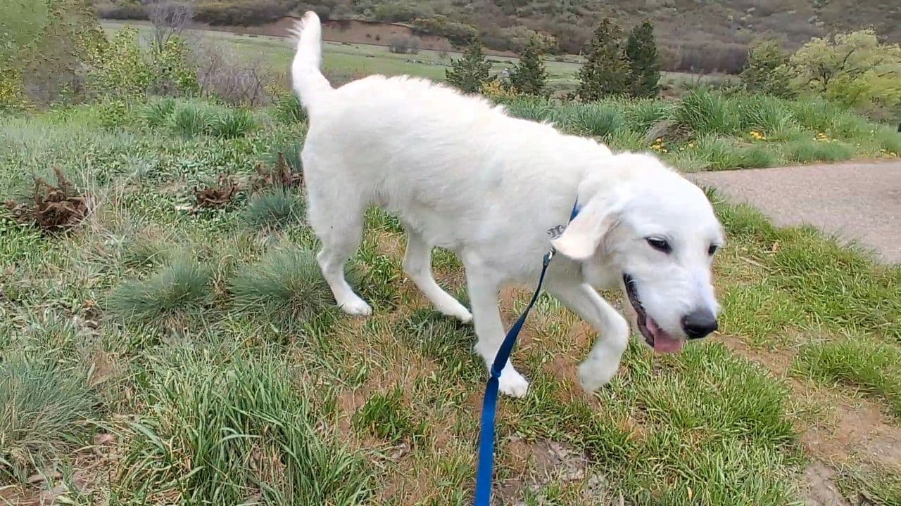 Pet travel photo 2