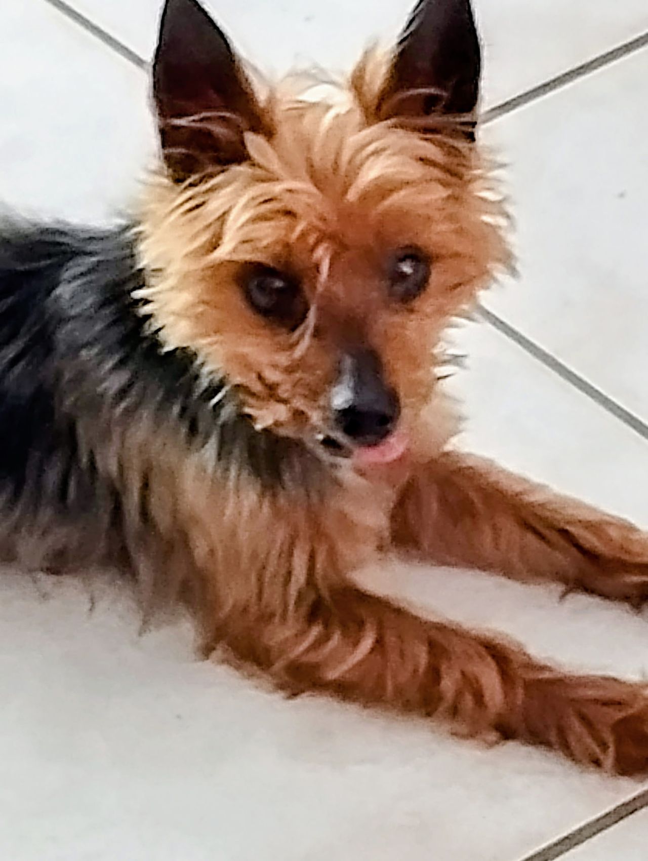 Pet travel photo 4