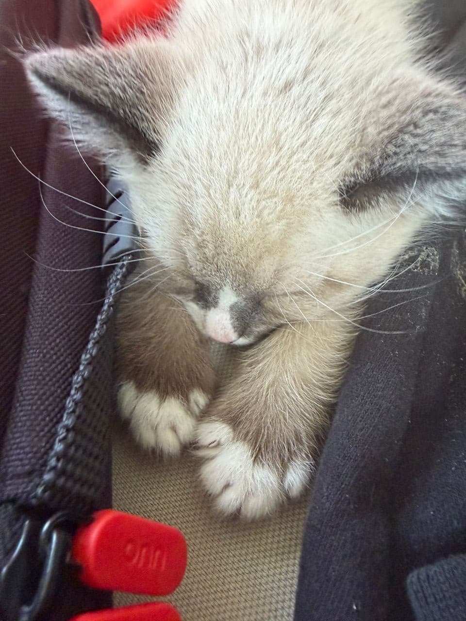 Pet travel photo 2