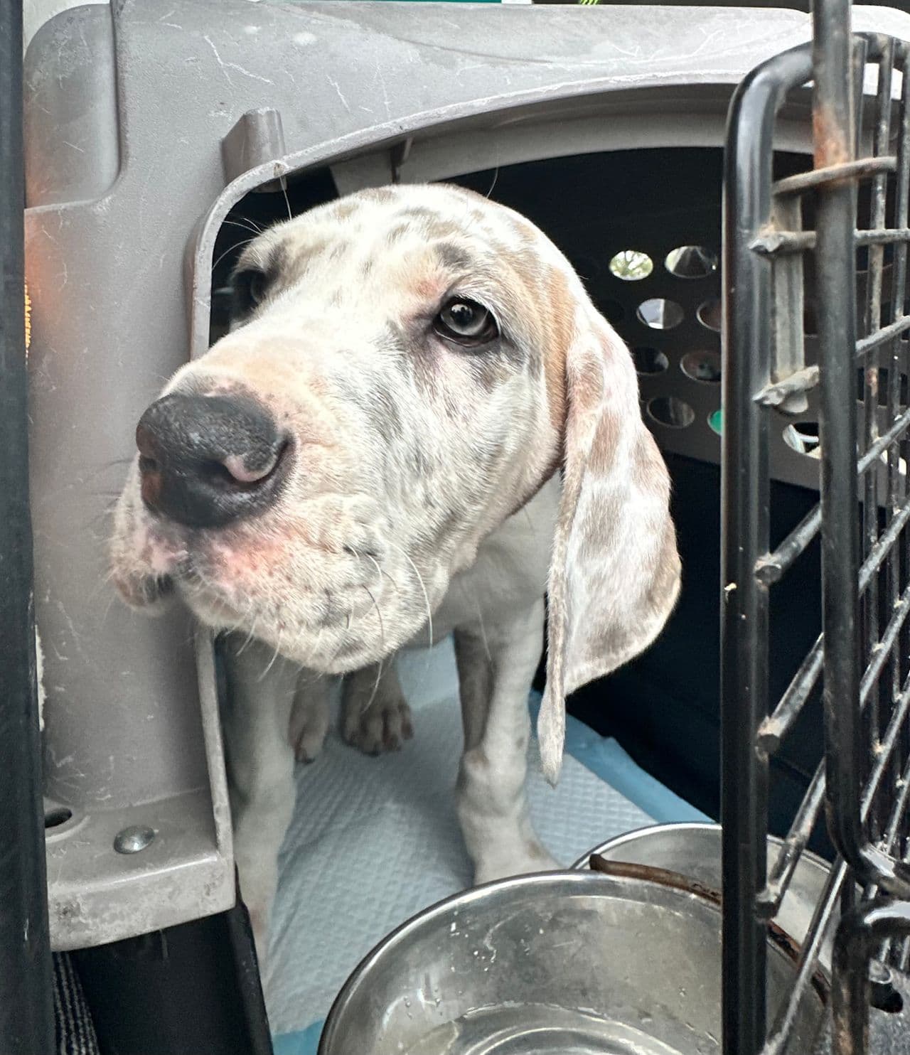 Pet travel photo 3