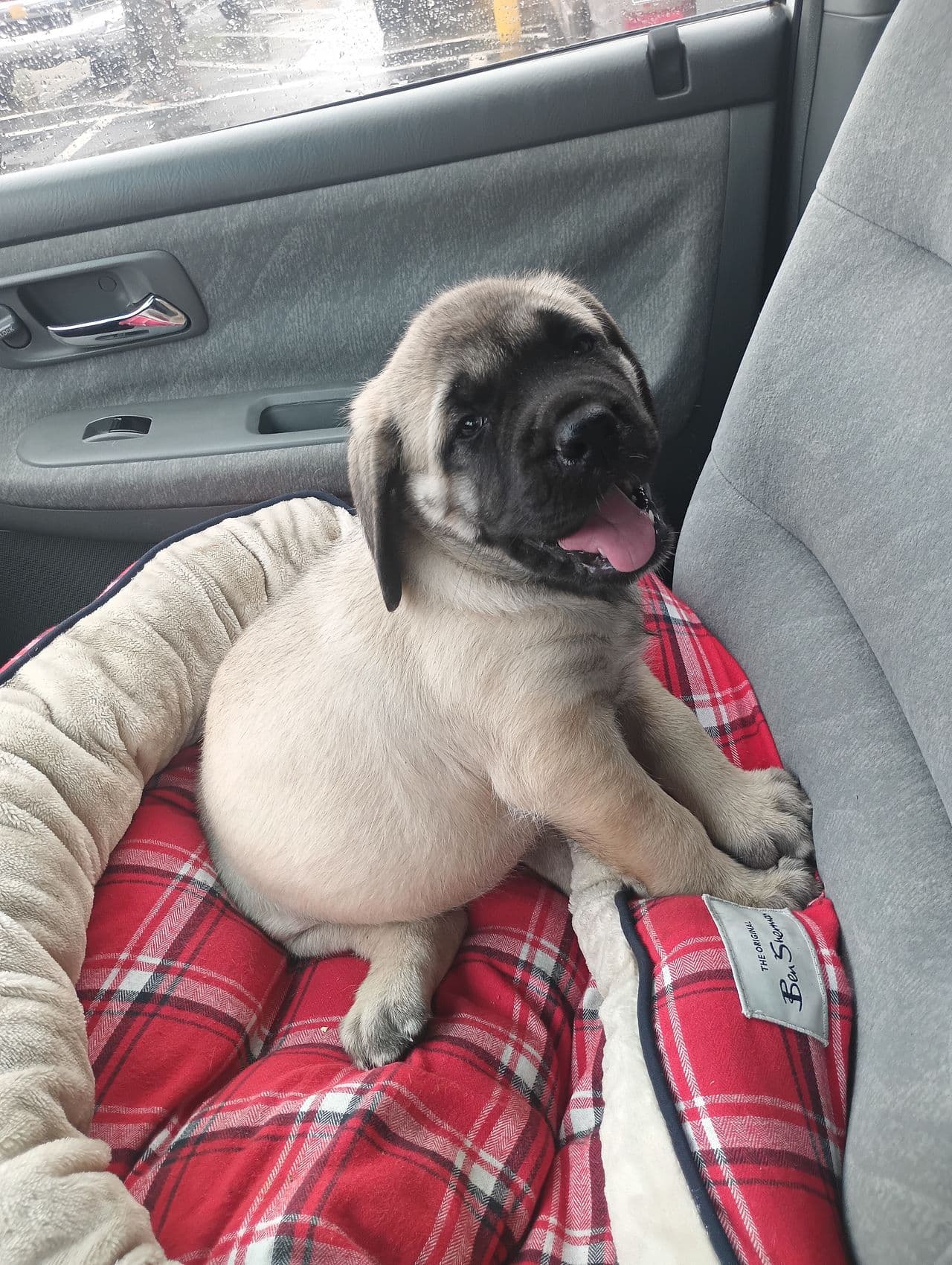 Pet travel photo 3