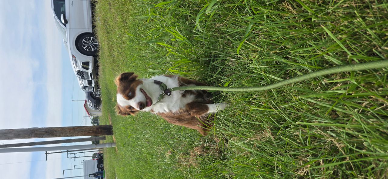 Pet travel photo 6