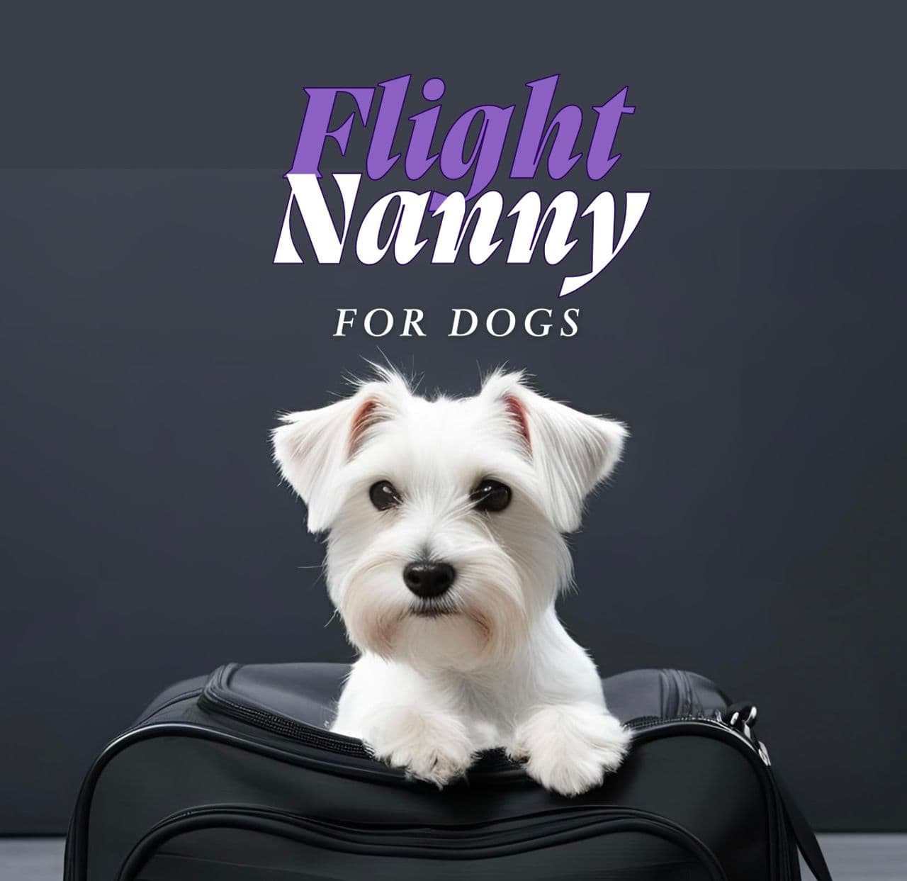 Pet travel photo 1
