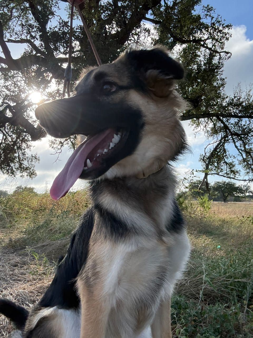 Pet travel photo 3