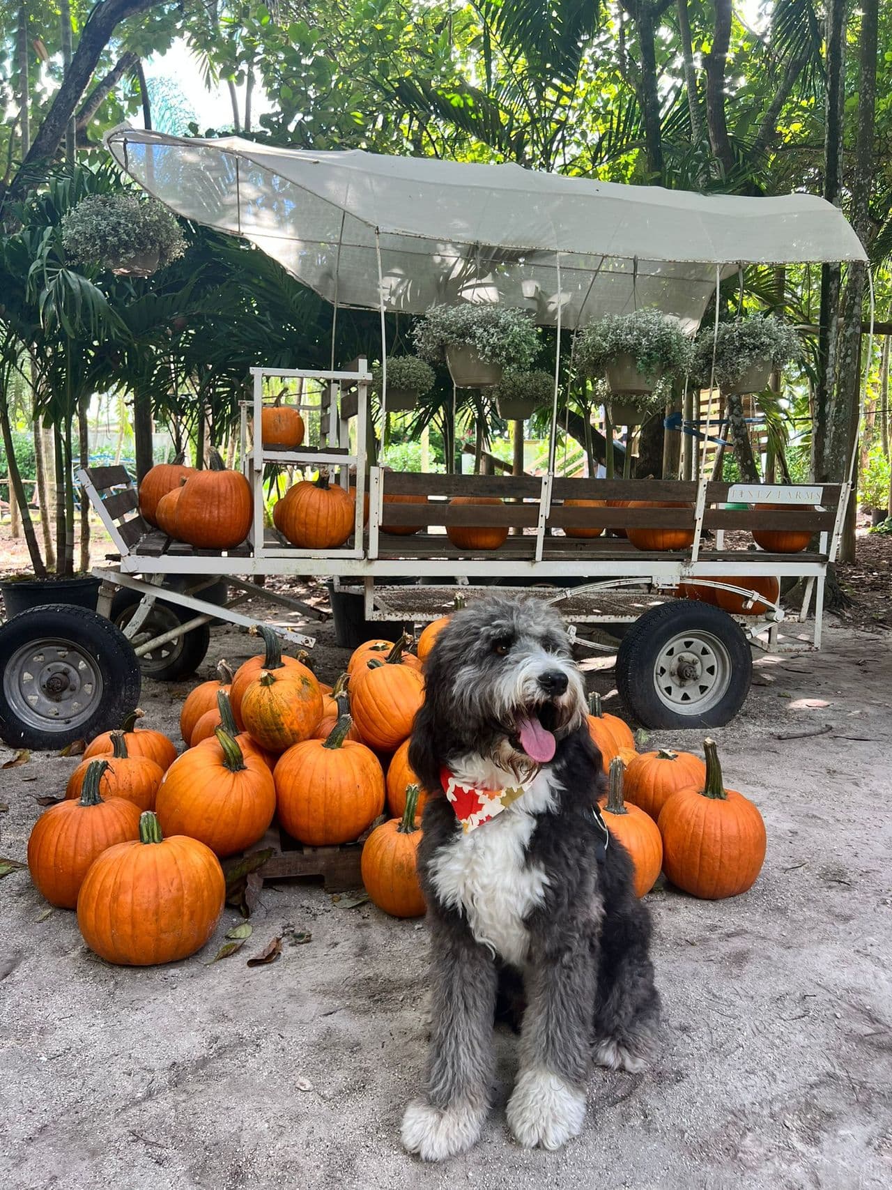 Pet travel photo 5