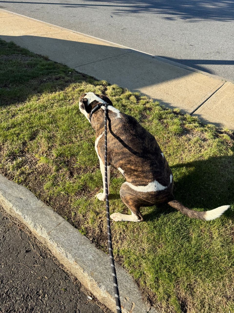 Pet travel photo 2