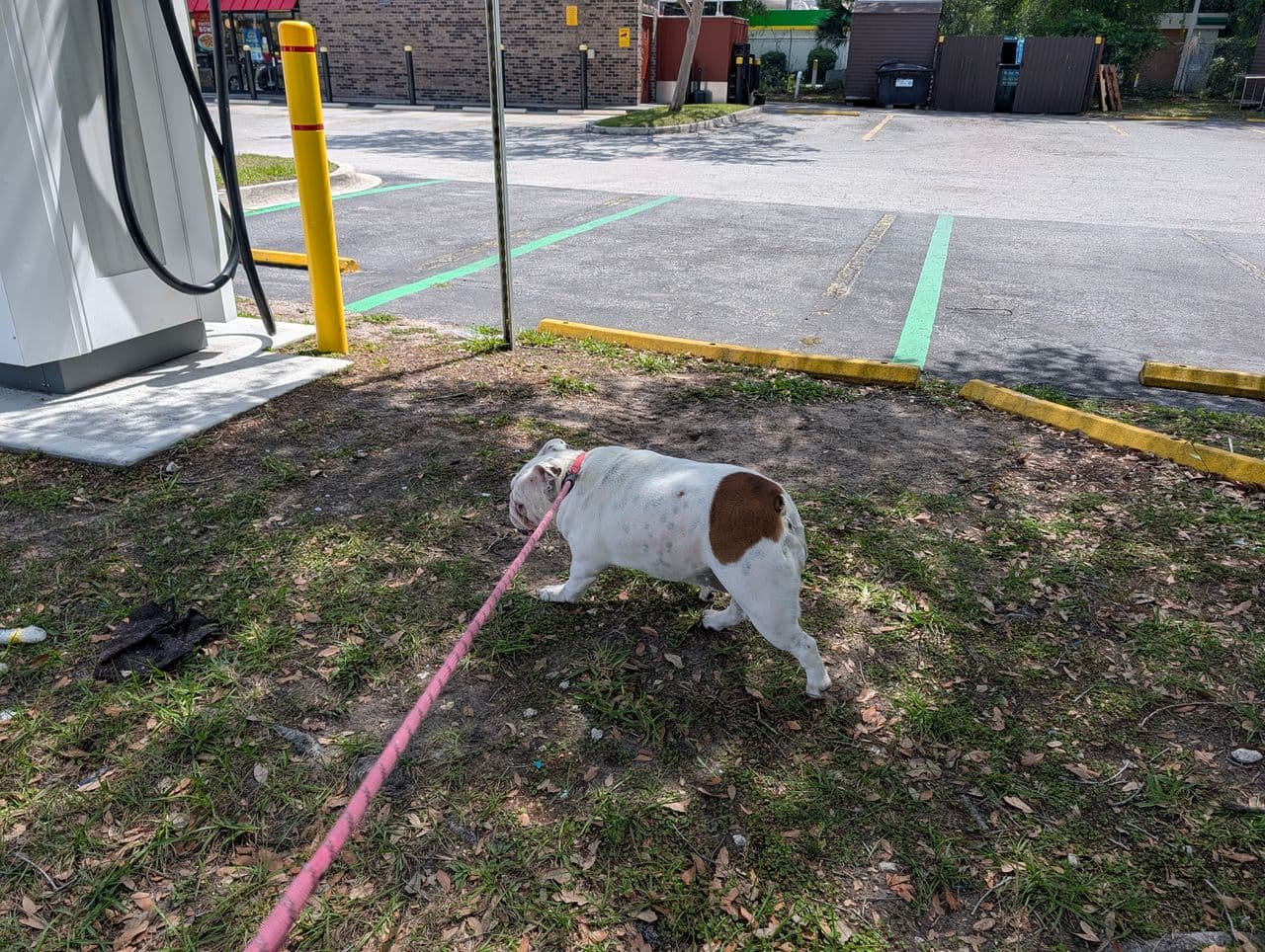 Pet travel photo 2