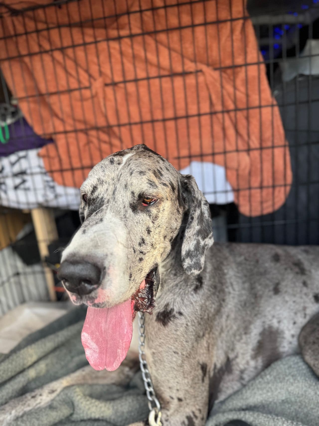 Pet travel photo 5