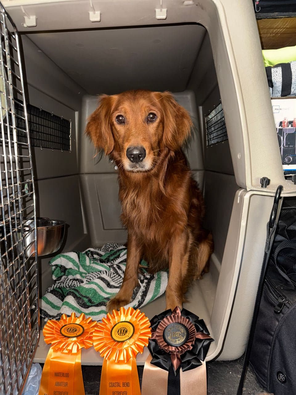 Pet travel photo 1