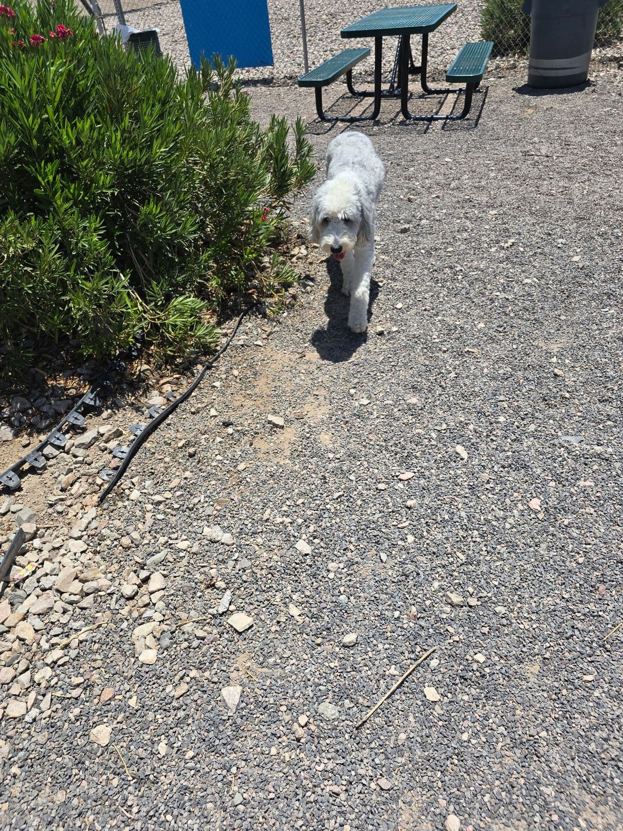 Pet travel photo 6