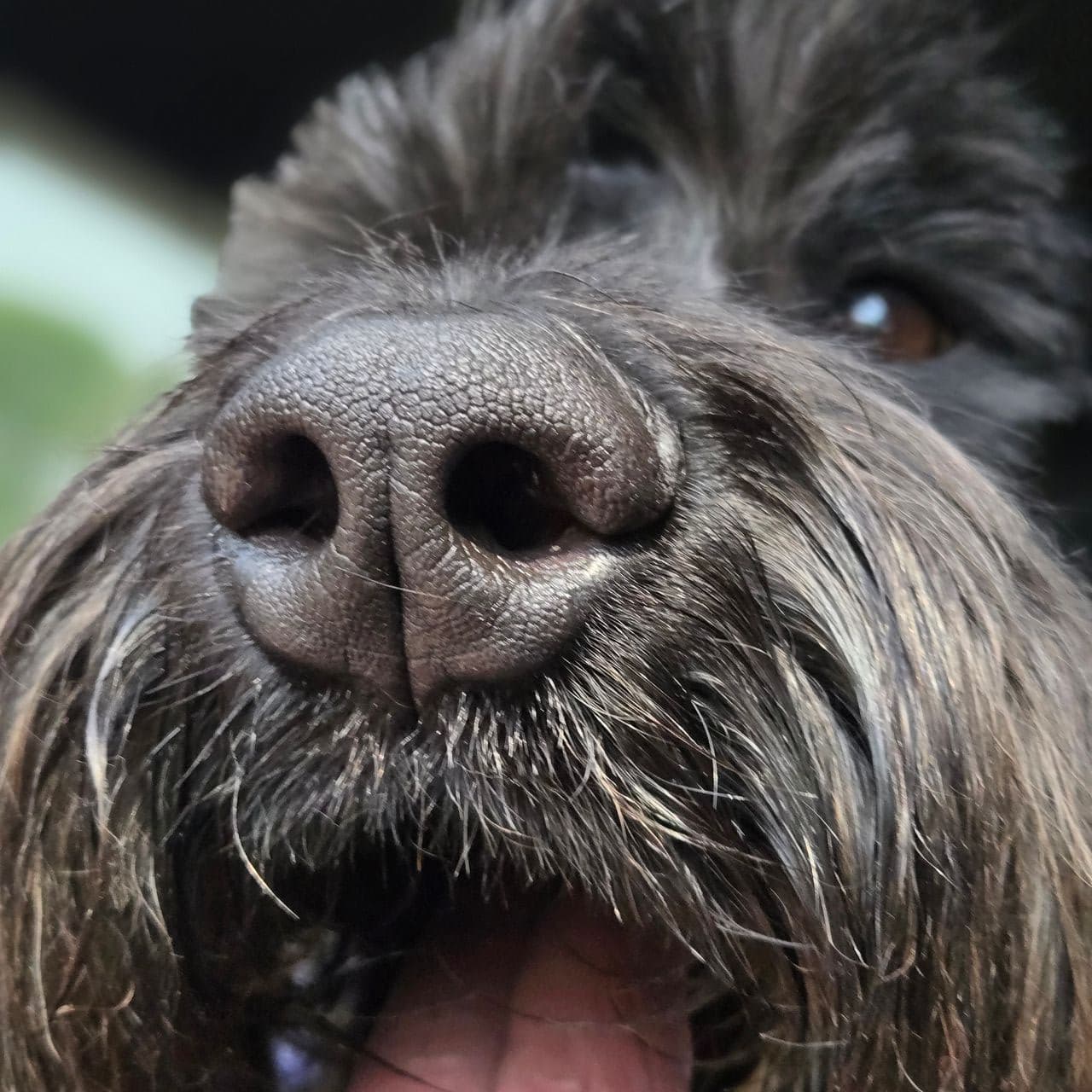 Pet travel photo 3