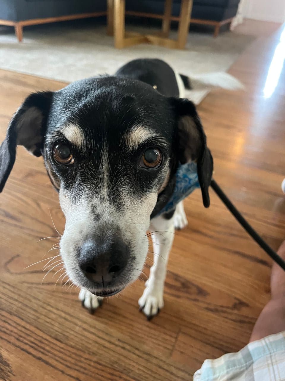 Pet travel photo 4