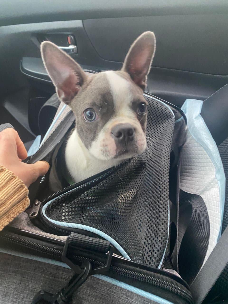 Pet travel photo 1