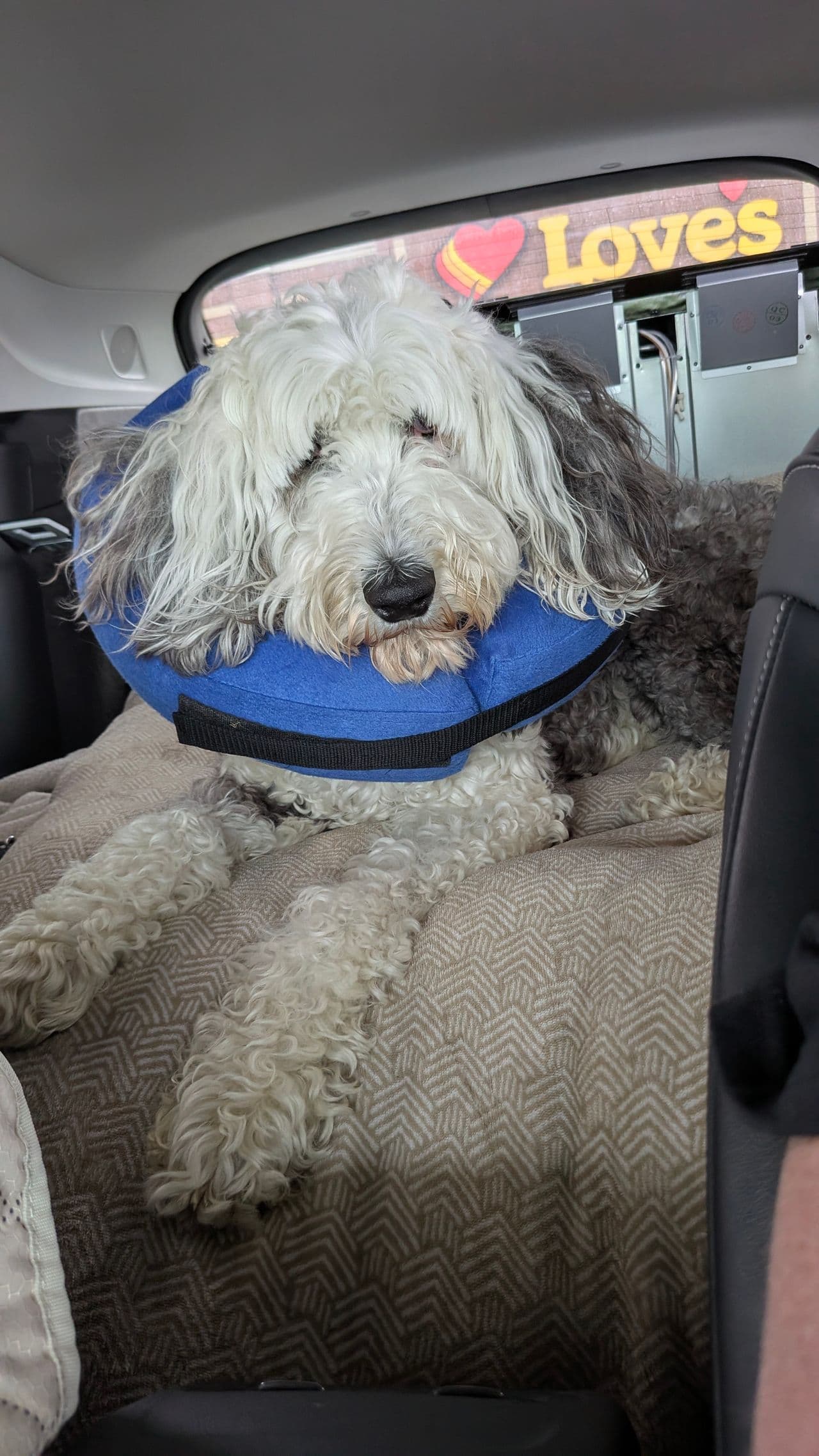 Pet travel photo 1
