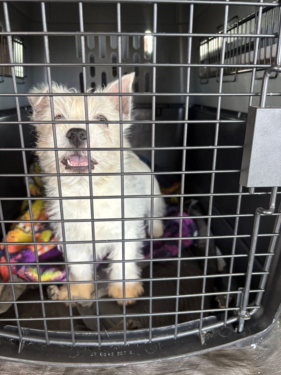 Pet travel photo 5