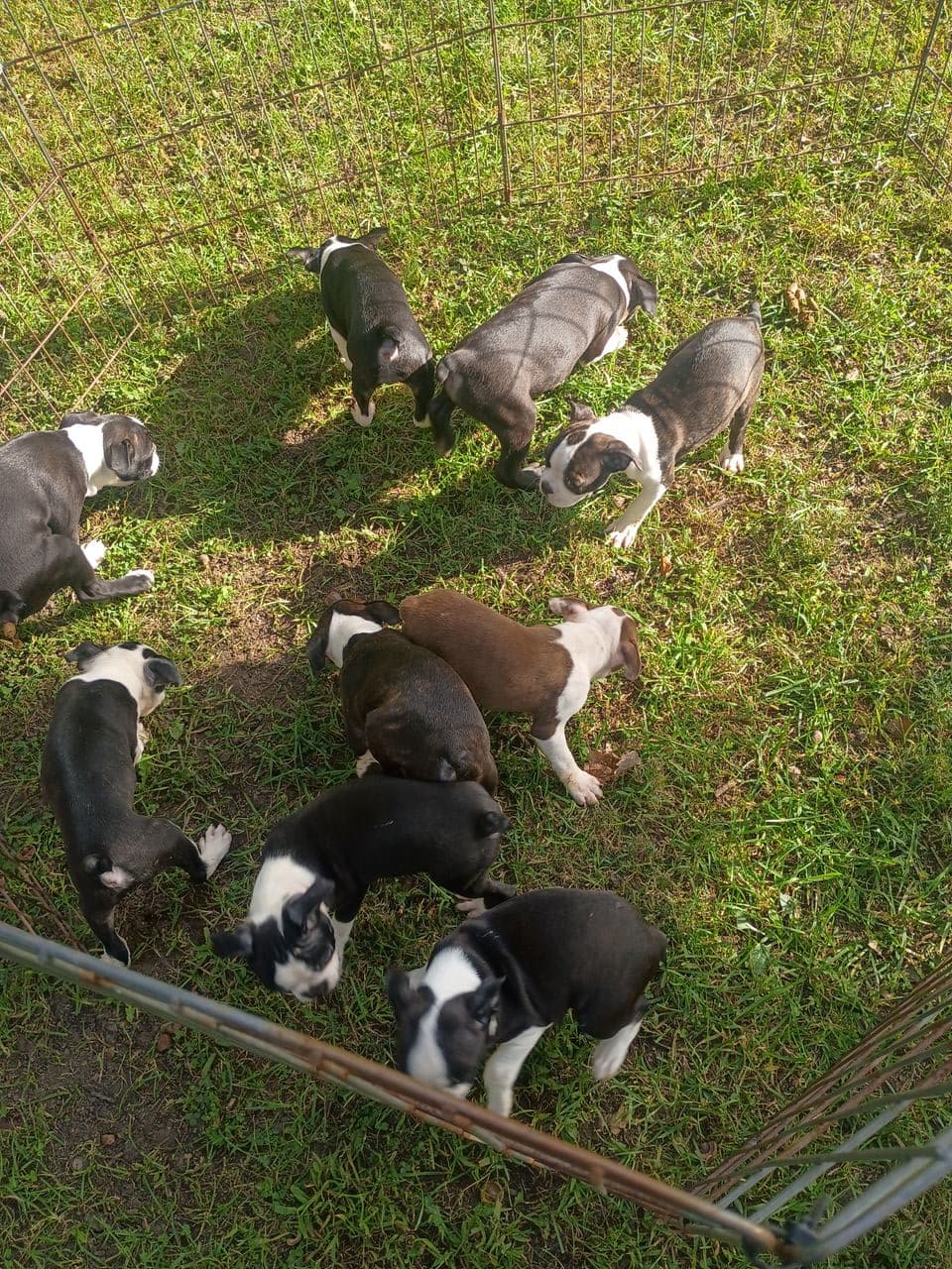 Pet travel photo 6
