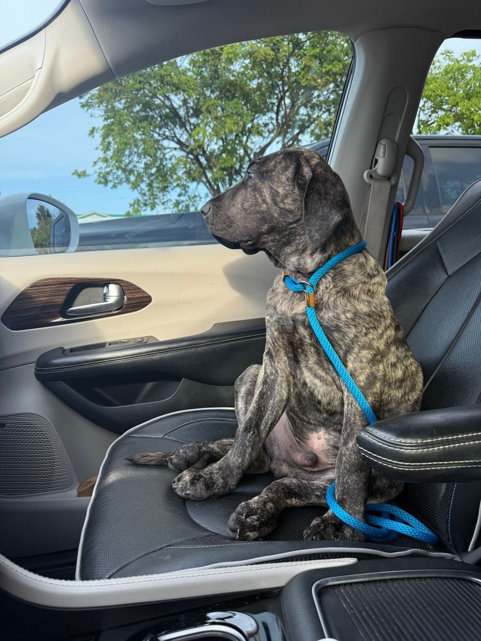 Pet travel photo 1