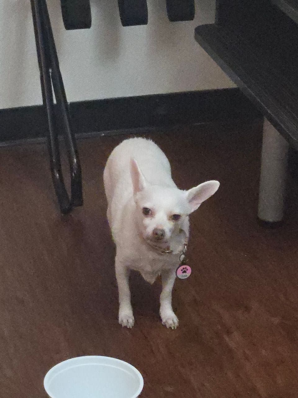 Pet travel photo 3