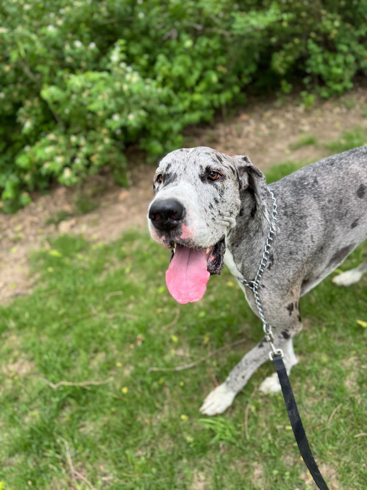 Pet travel photo 6