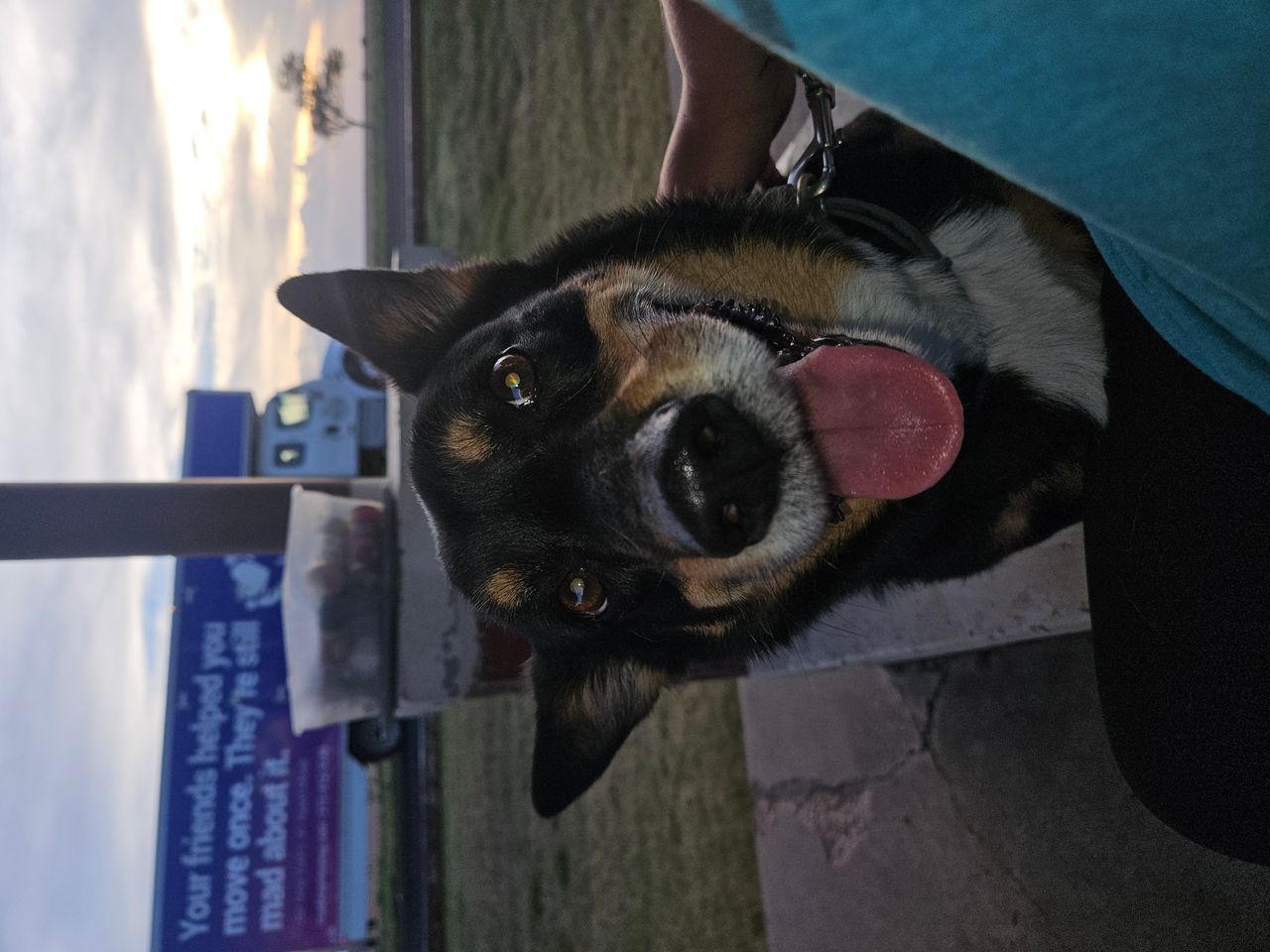 Pet travel photo 6