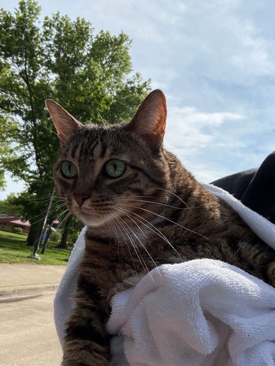 Pet travel photo 1