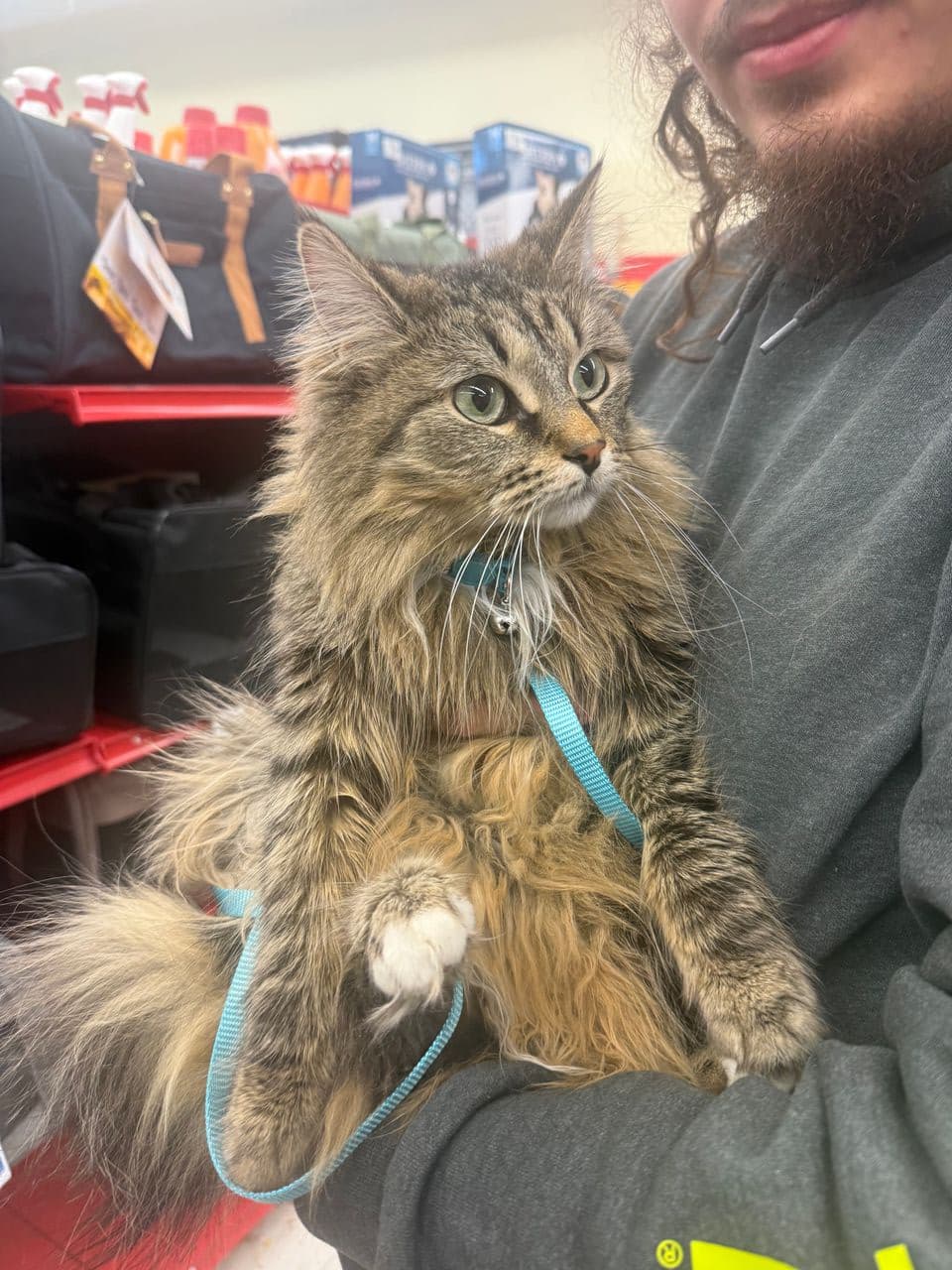 Pet travel photo 6